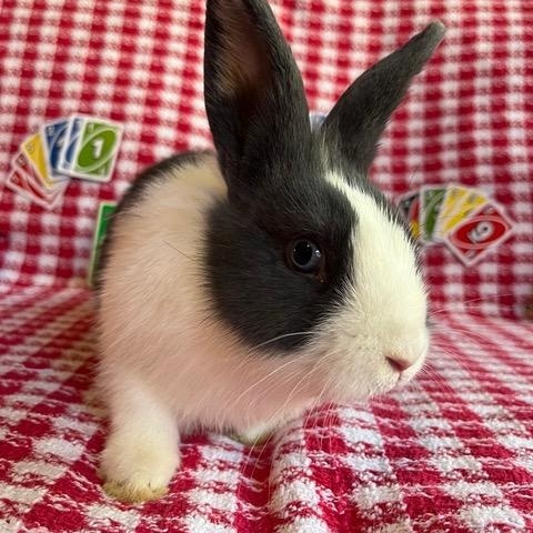 Enlarge Uno, a Adoptable Dutch in Livermore, CA image 5/5