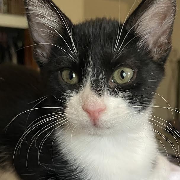Momma, Jane, Rita (Noon & YB) Tuxedo Cat