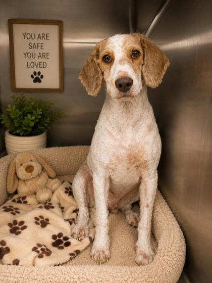 Viking, Adoptable, Adult Male Standard Poodle & Poodle.