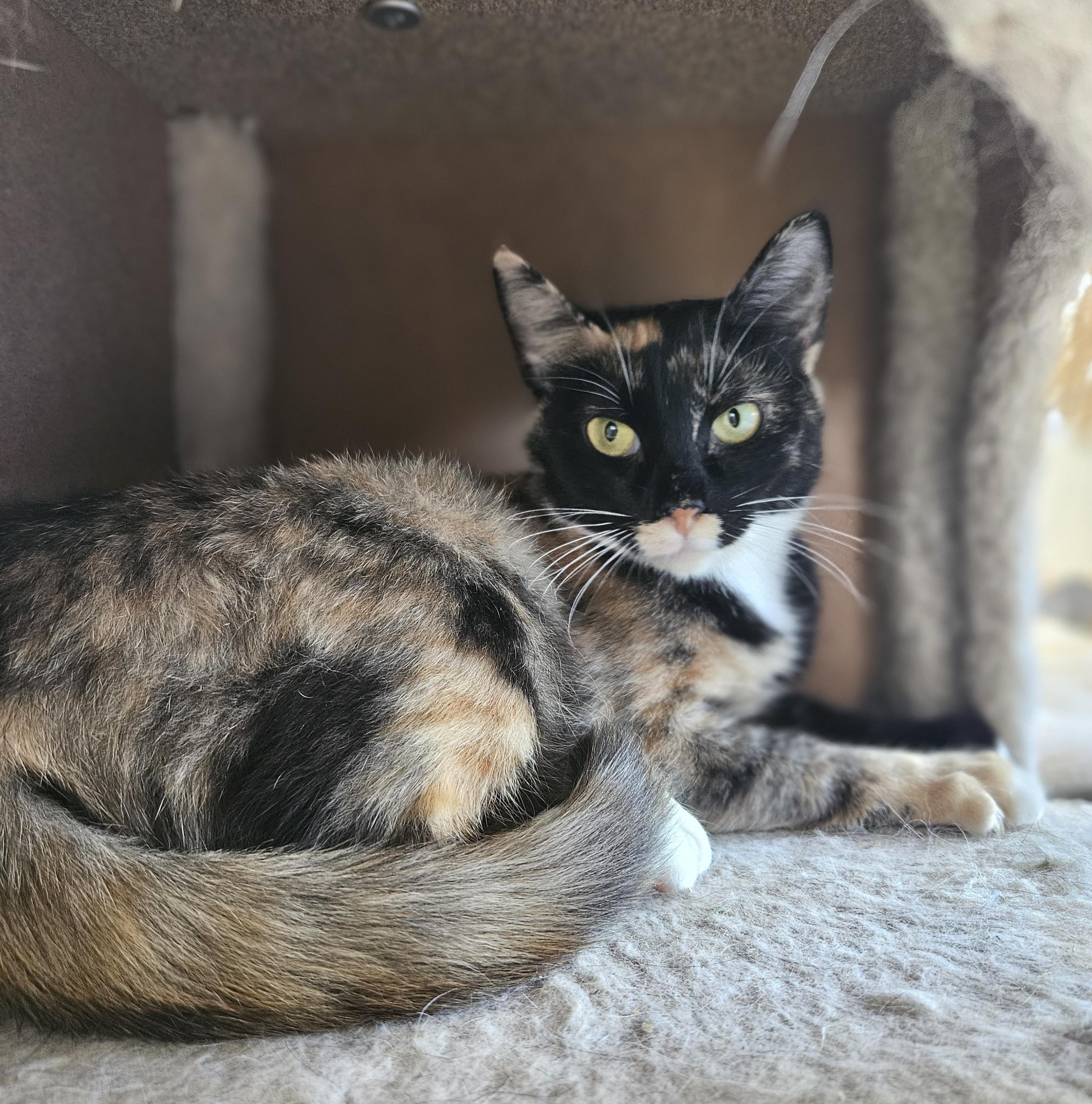 Elie, an adoptable Tortoiseshell in Polson, MT, 59860 | Photo Image 1