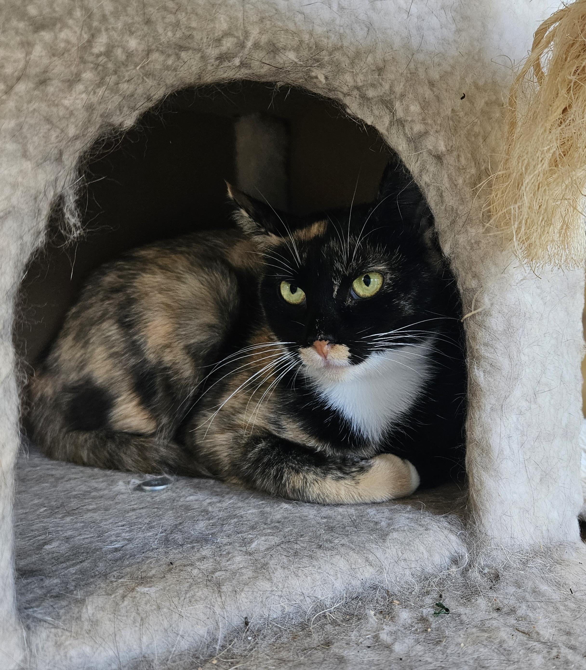 Elie, a Adoptable Tortoiseshell in Polson, MT image 2/2
