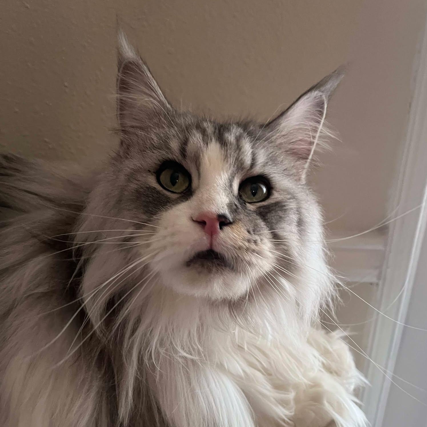 Calypso (Maine Coon, purebred), Adoptable, Adult Female Maine Coon.