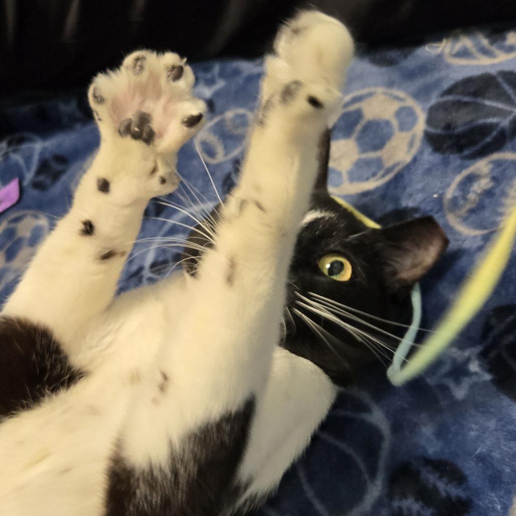 Ditch, Adoptable, Adult Male American Shorthair & Domestic Short Hair.