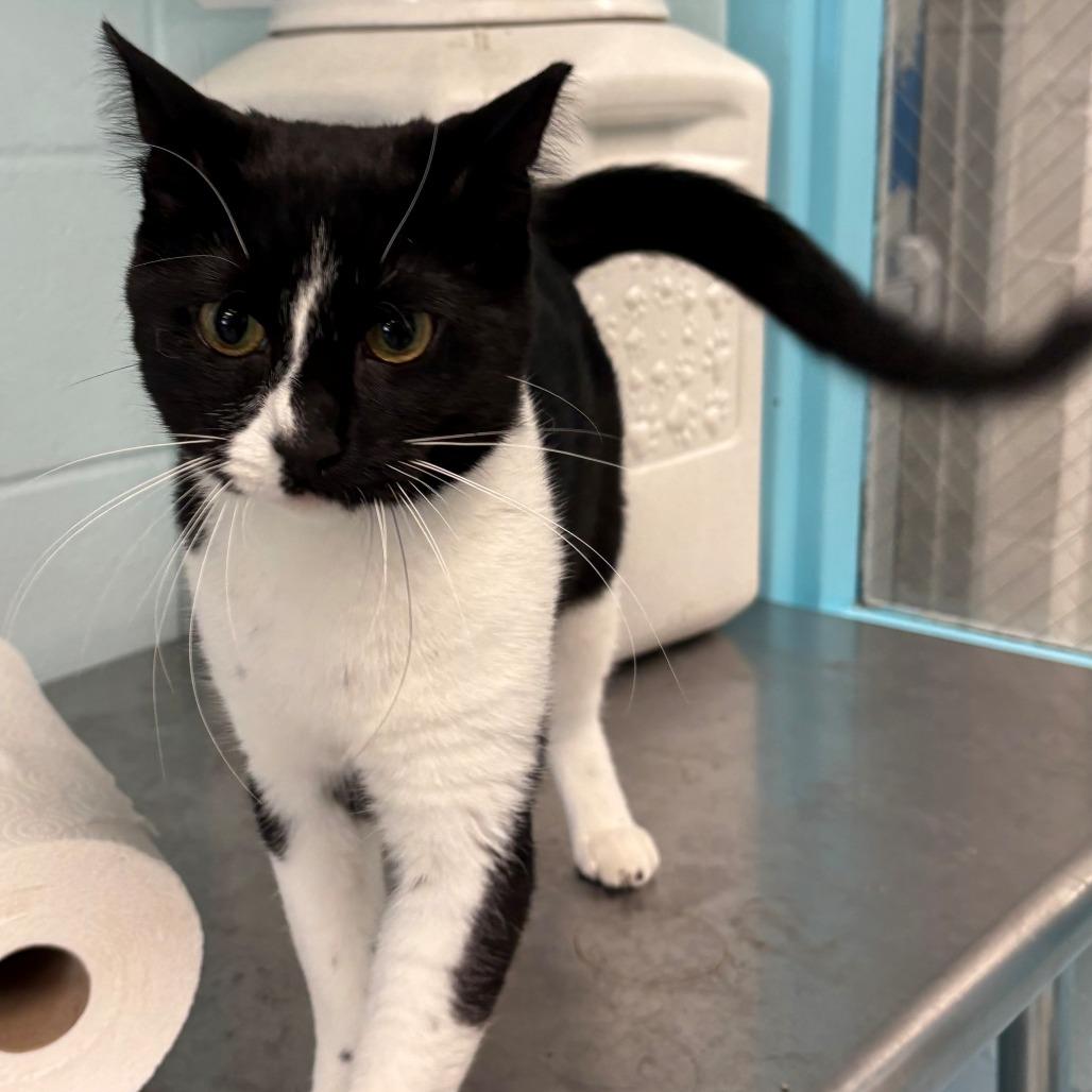 Enlarge Ditch, a Adoptable mixed breed in East Hanover, NJ image 2/6