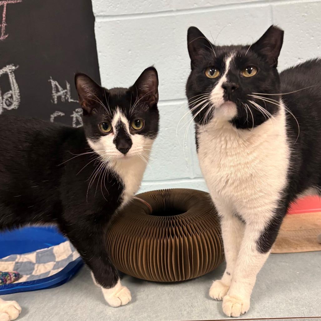 Enlarge Ditch, a Adoptable mixed breed in East Hanover, NJ image 3/6