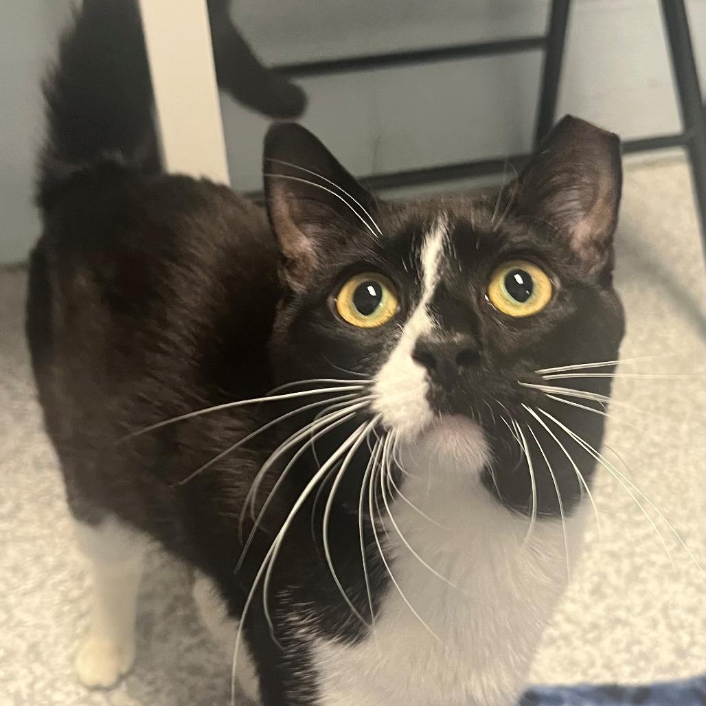 Enlarge Ditch, a Adoptable mixed breed in East Hanover, NJ image 4/6