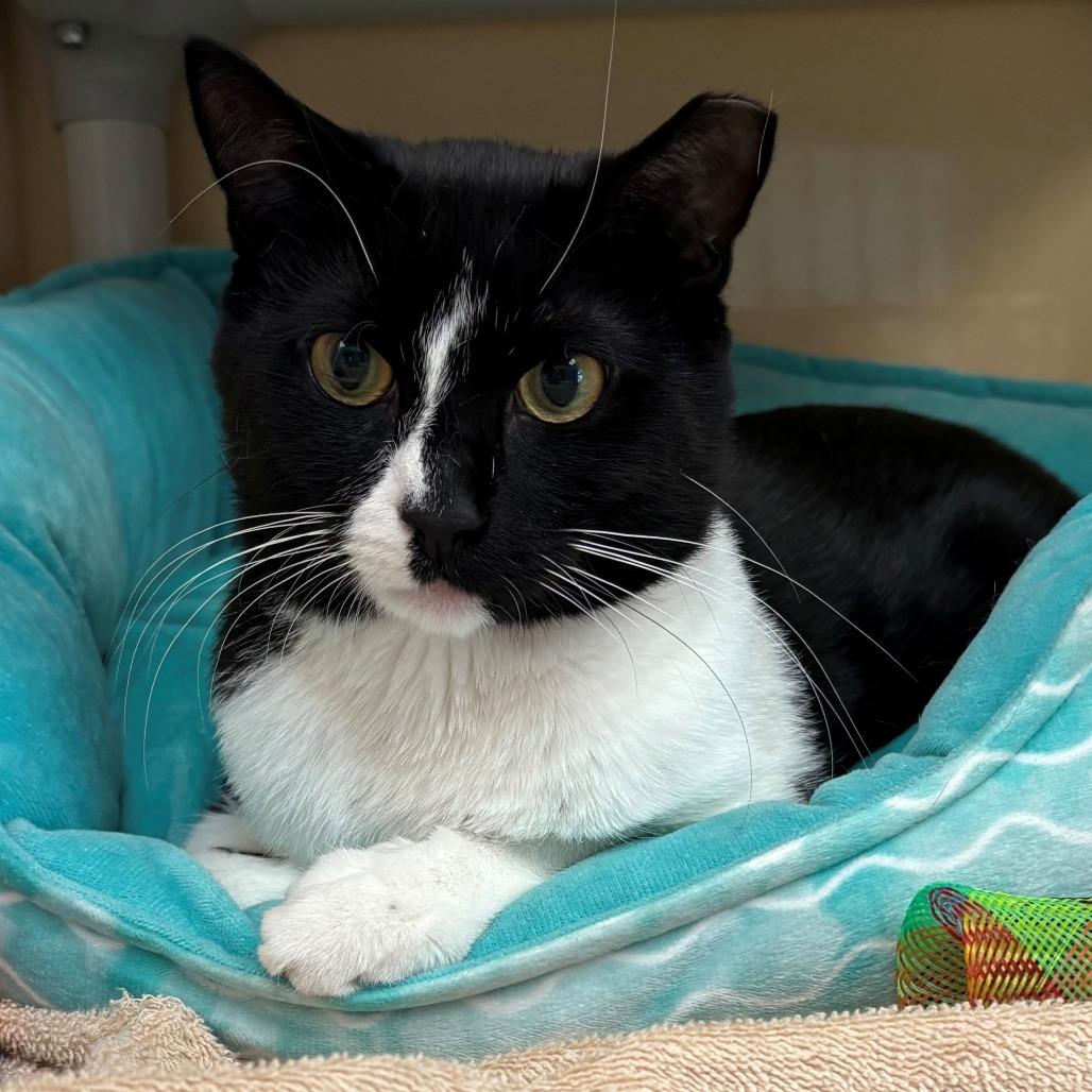 Enlarge Ditch, a Adoptable mixed breed in East Hanover, NJ image 5/6