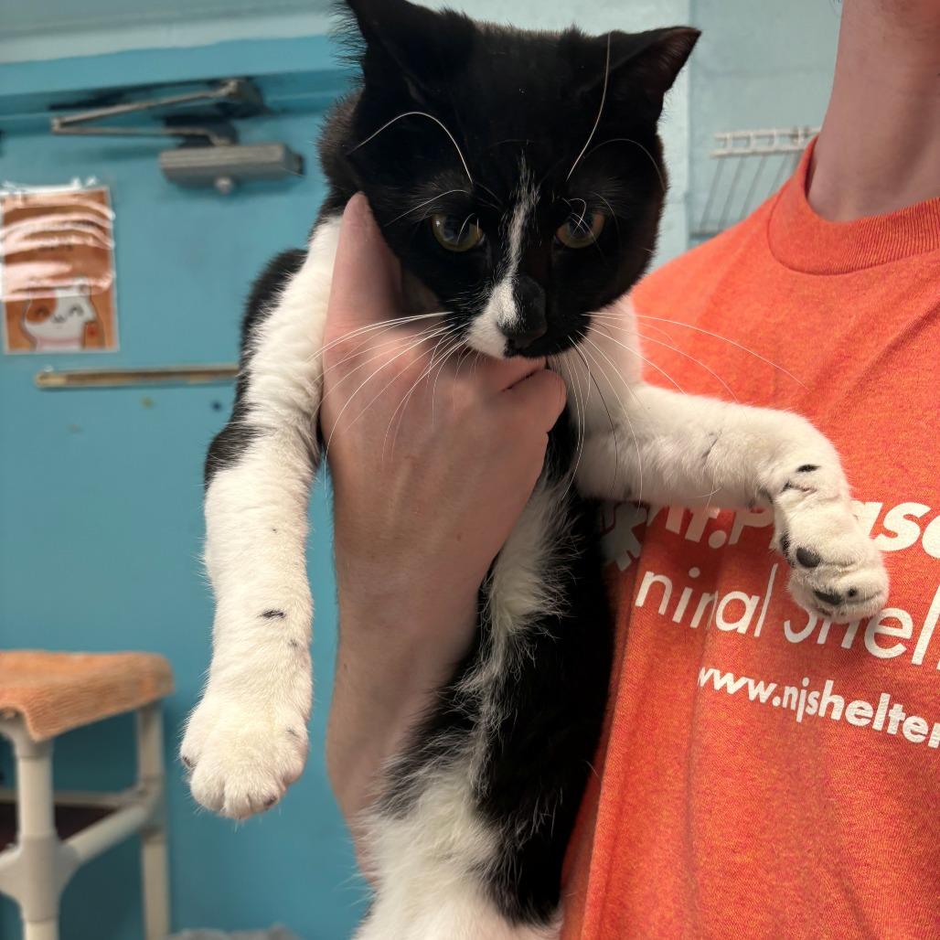 Enlarge Ditch, a Adoptable mixed breed in East Hanover, NJ image 6/6