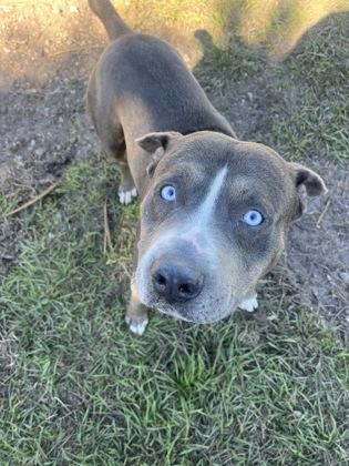 Enlarge Bobby, an adopted Mixed Breed in Port Saint Joe, FL image 1/3