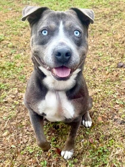 Enlarge Bobby, an adopted Mixed Breed in Port Saint Joe, FL image 2/3