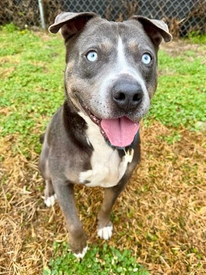 Enlarge Bobby, an adopted Mixed Breed in Port Saint Joe, FL image 3/3