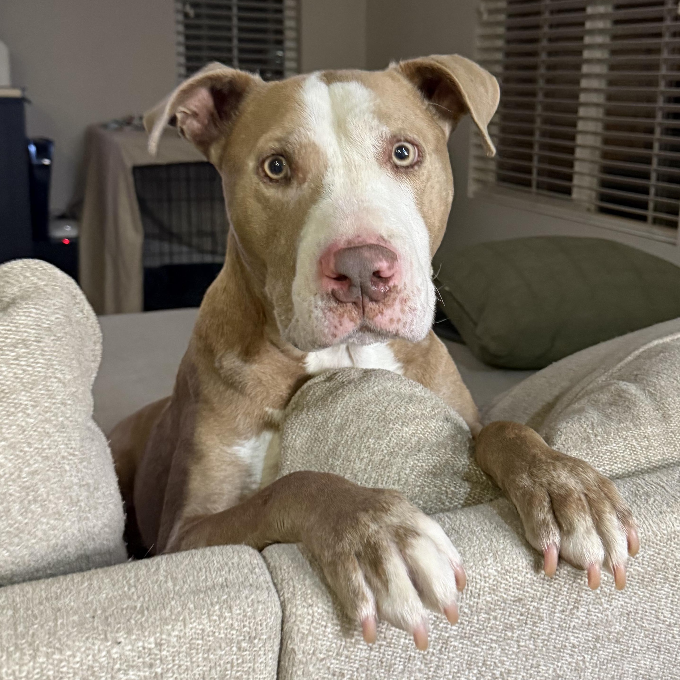 Enlarge Billy Joel (Grandpa Billy), a Adoptable mixed breed in Whittier, CA image 2/5