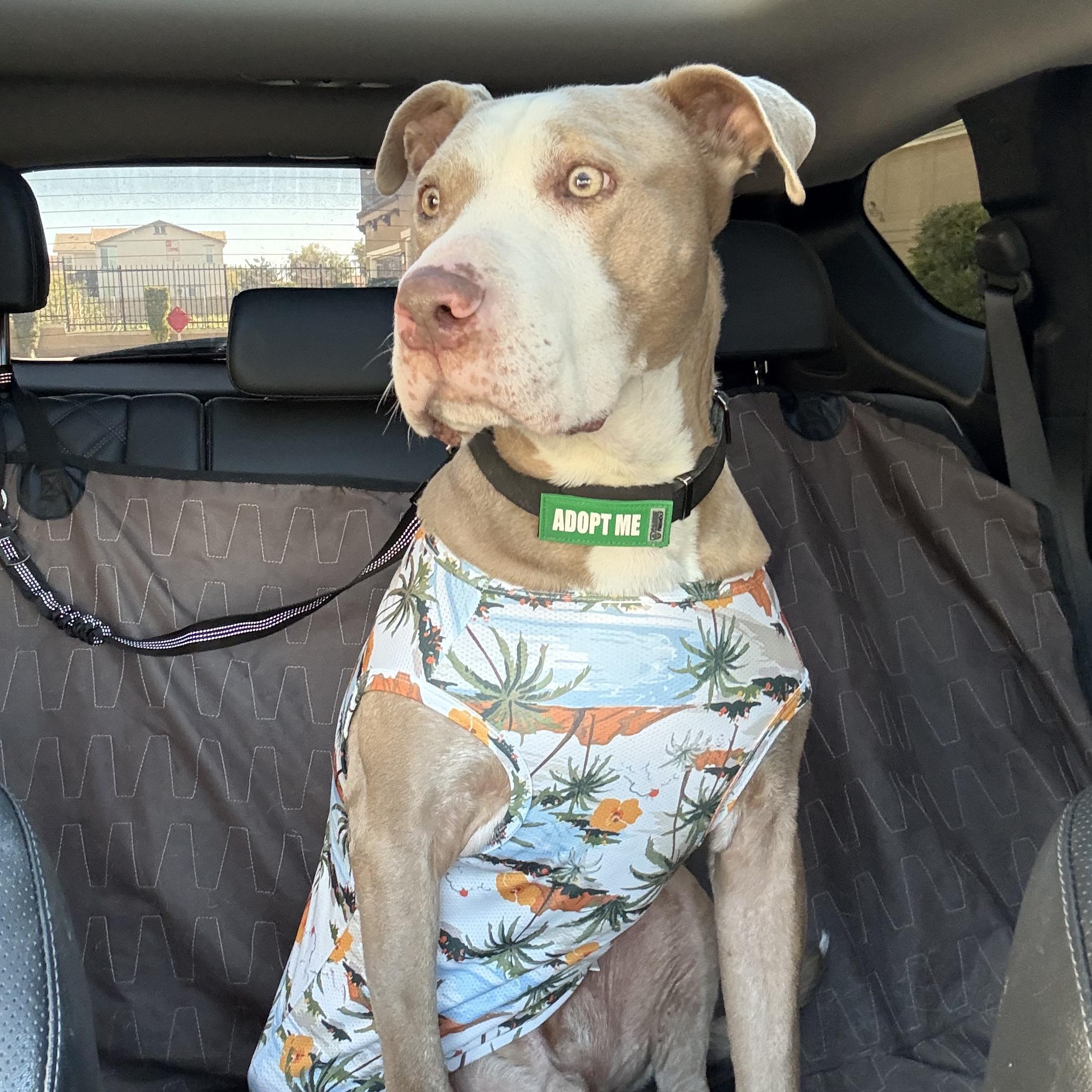 Enlarge Billy Joel (Grandpa Billy), a Adoptable mixed breed in Whittier, CA image 3/5