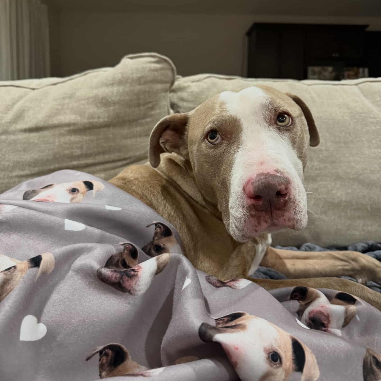 Enlarge Billy Joel (Grandpa Billy), a Adoptable mixed breed in Whittier, CA image 5/5