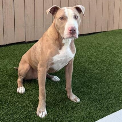 Enlarge Billy Joel (Grandpa Billy), a Adoptable mixed breed in Whittier, CA image 4/5