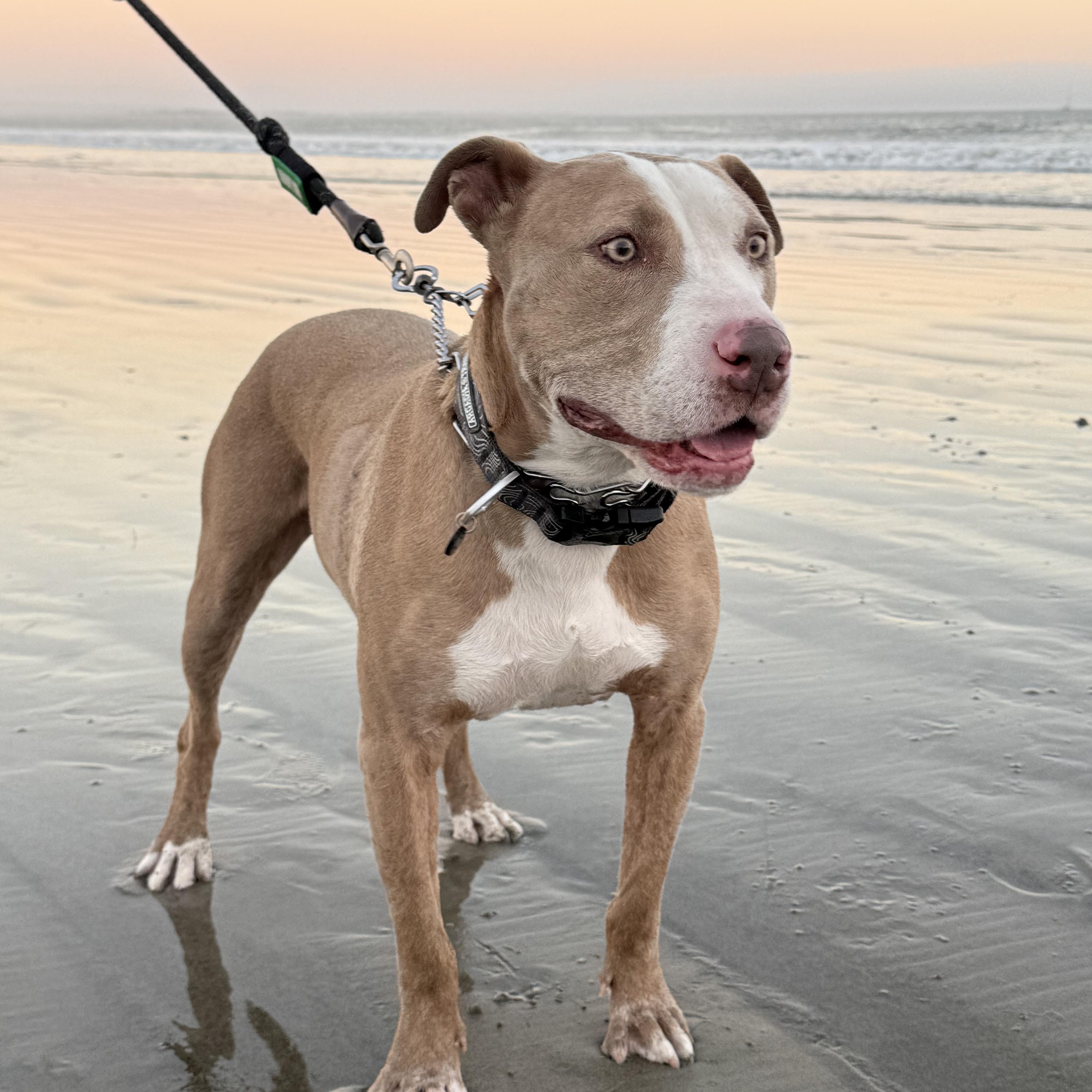 Billy Joel (Grandpa Billy), Adoptable, Senior Male American Staffordshire Terrier.