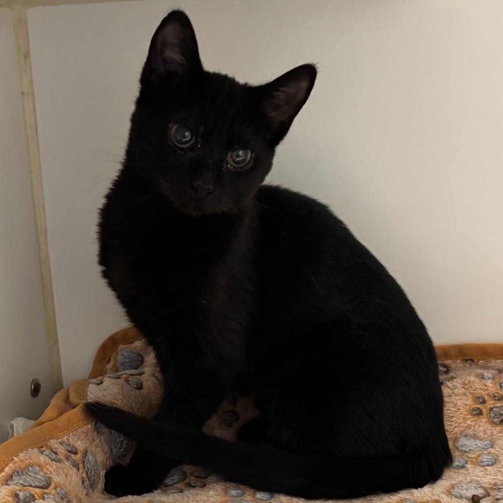 Galaxy - In Foster Care, Adoptable, Kitten Female Domestic Short Hair.