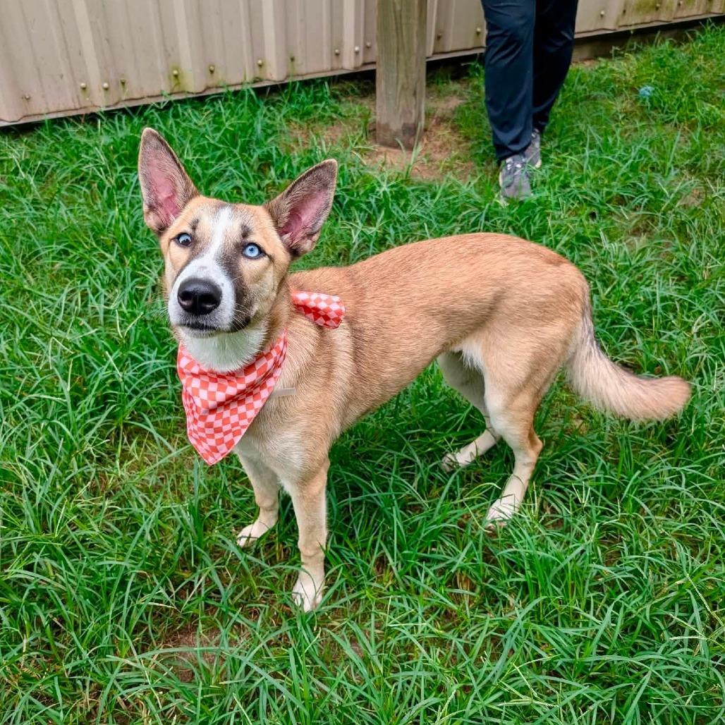 Enlarge Wynona, a Adoptable Shepherd in Pittsburgh, PA image 1/6