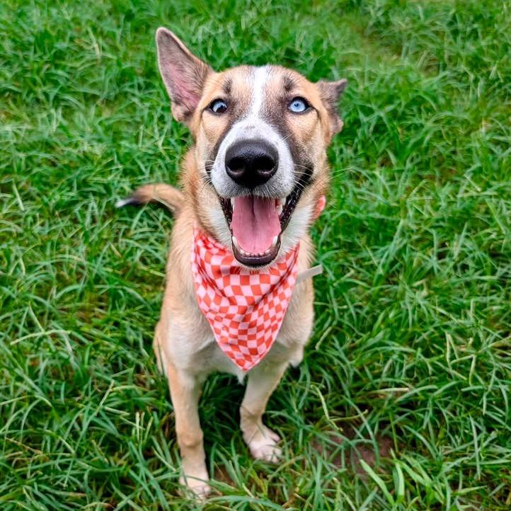 Enlarge Wynona, a Adoptable Shepherd in Pittsburgh, PA image 3/6