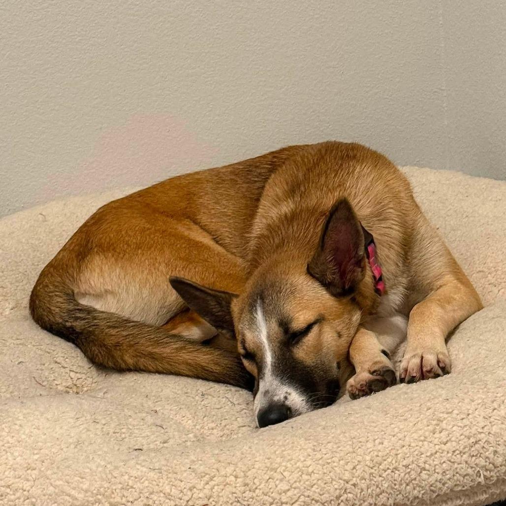 Enlarge Wynona, a Adoptable Shepherd in Pittsburgh, PA image 4/6