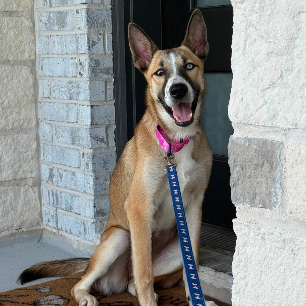 Enlarge Wynona, a Adoptable Shepherd in Pittsburgh, PA image 6/6
