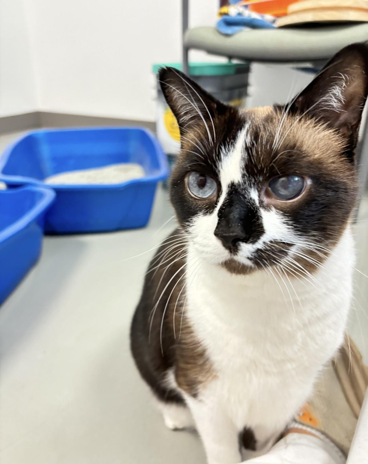 Koko (available with bonded brother Oliver), Adoptable, Adult Female Snowshoe.