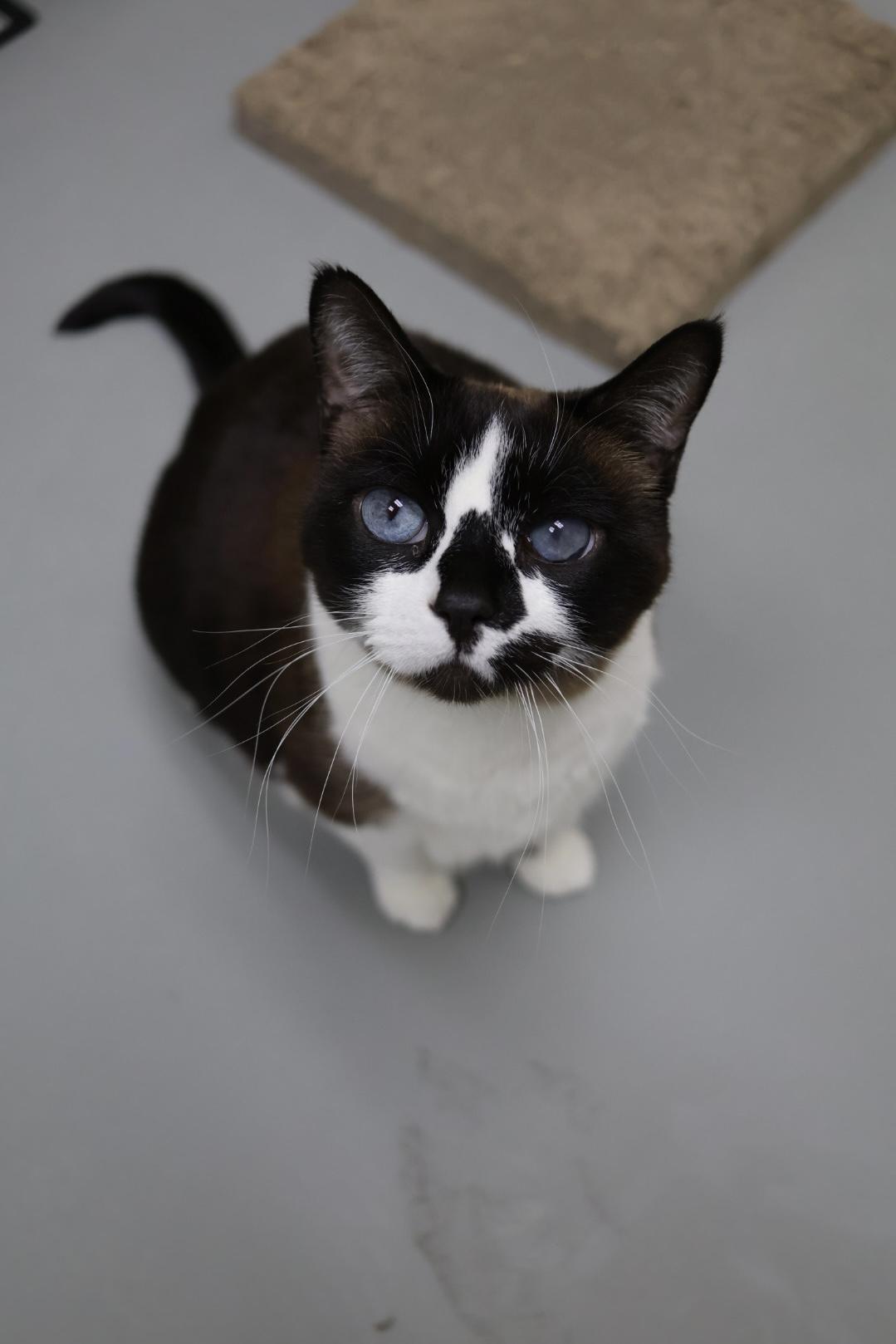 Enlarge Koko (available with bonded brother Oliver), a Adoptable mixed breed in Terryville, CT image 2/6