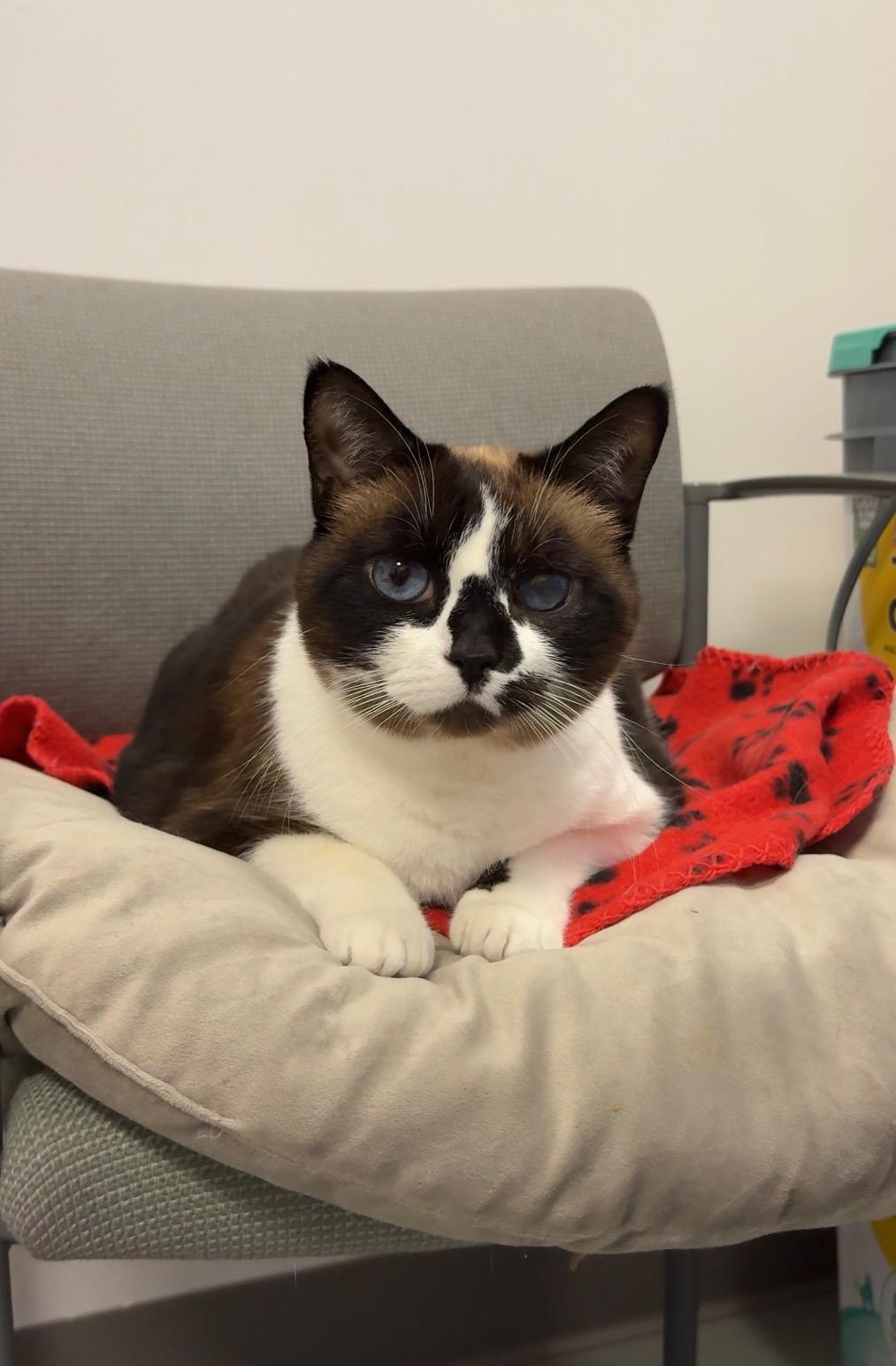 Enlarge Koko (available with bonded brother Oliver), a Adoptable mixed breed in Terryville, CT image 3/6