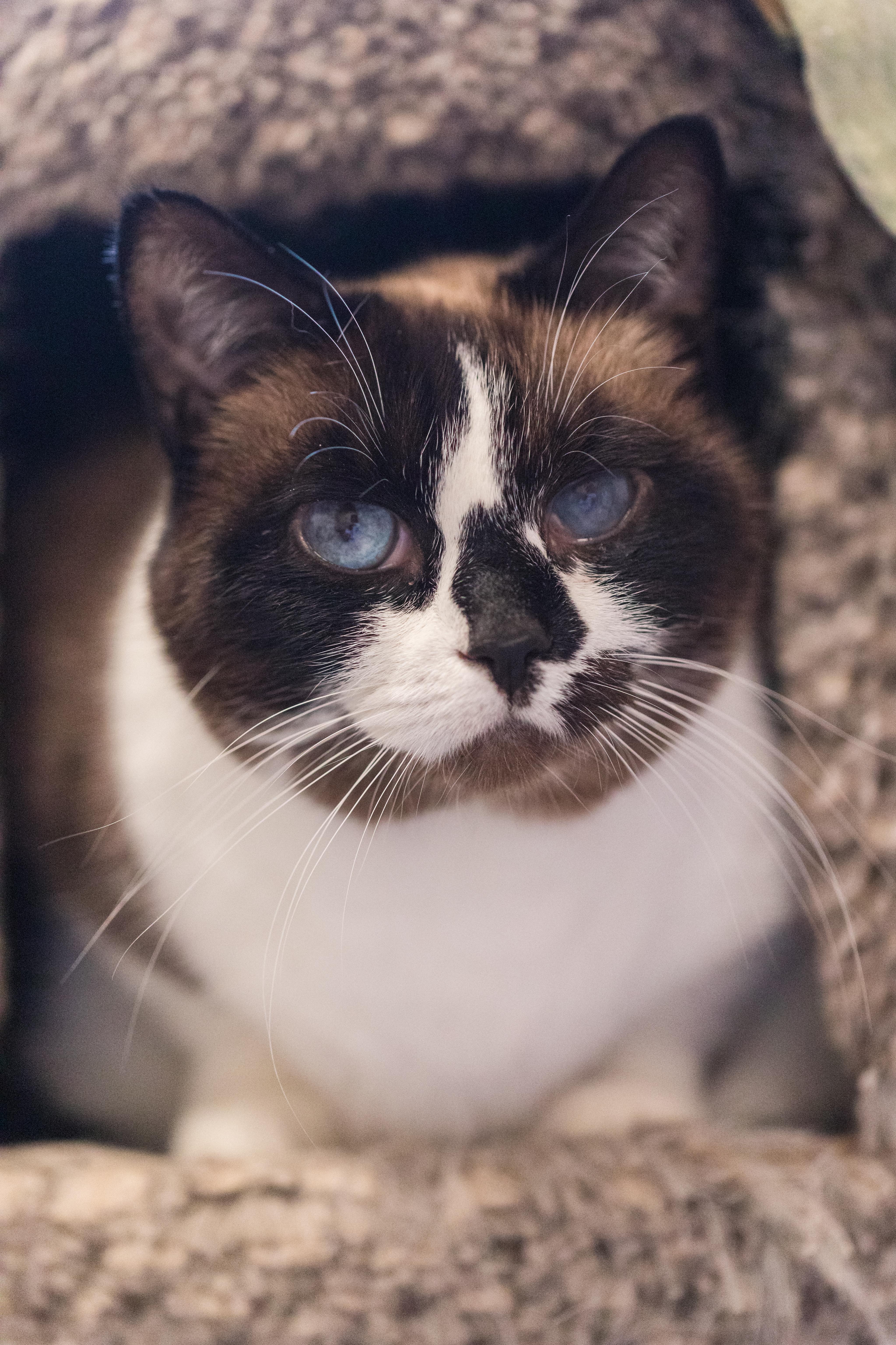 Enlarge Koko (available with bonded brother Oliver), a Adoptable mixed breed in Terryville, CT image 4/6