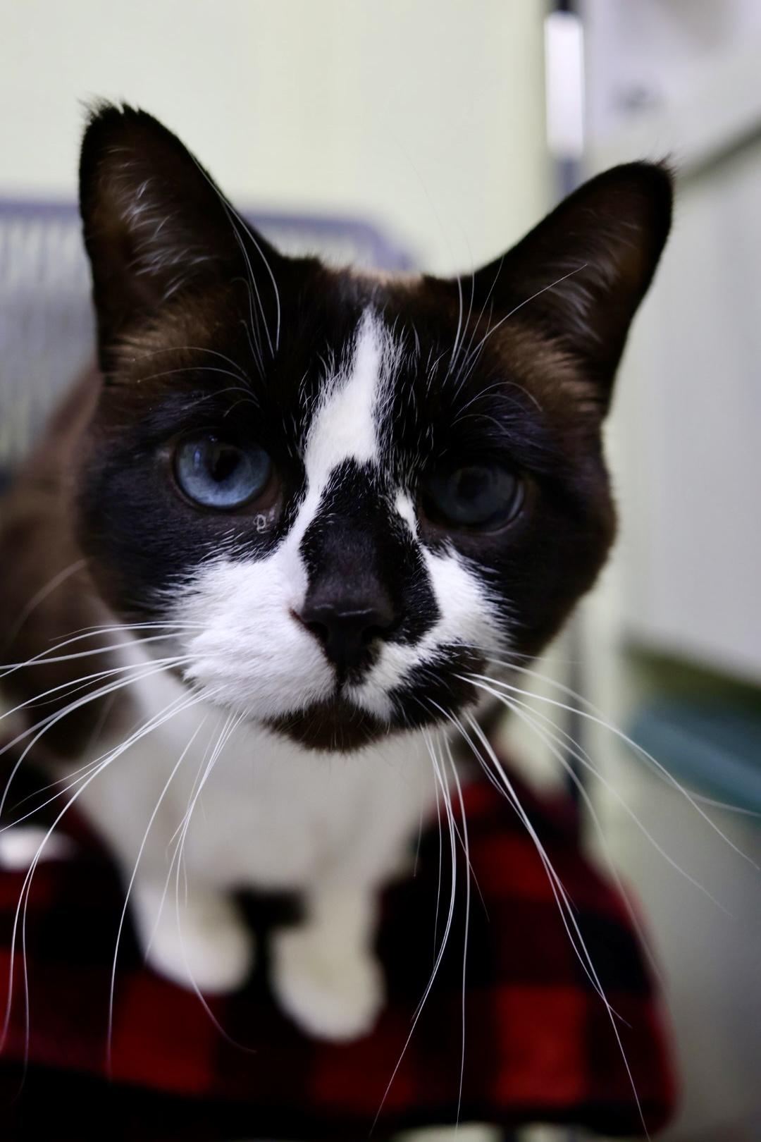 Enlarge Koko (available with bonded brother Oliver), a Adoptable mixed breed in Terryville, CT image 5/6