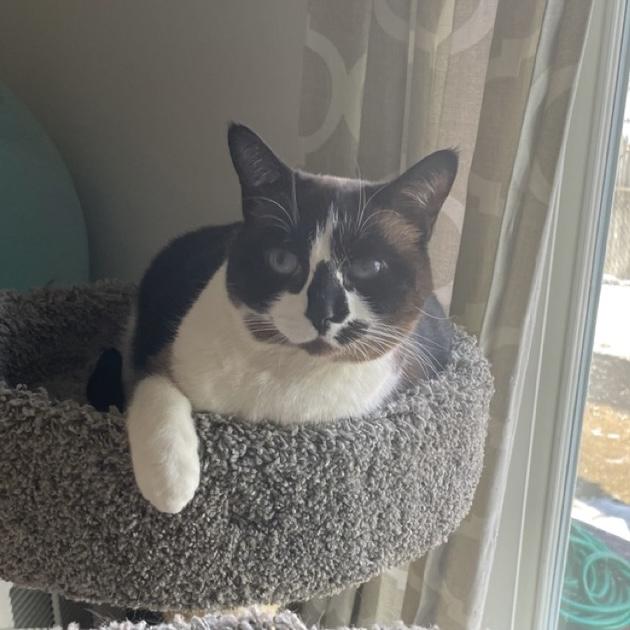 Enlarge Koko (available with bonded brother Oliver), a Adoptable mixed breed in Terryville, CT image 6/6