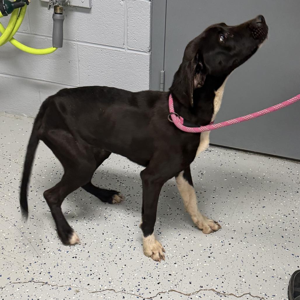 Enlarge Chance, a Adoptable mixed breed in Marion, VA image 1/6