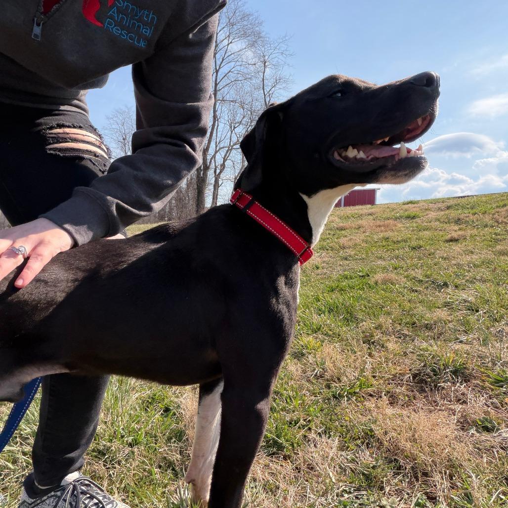 Enlarge Chance, a Adoptable mixed breed in Marion, VA image 2/6