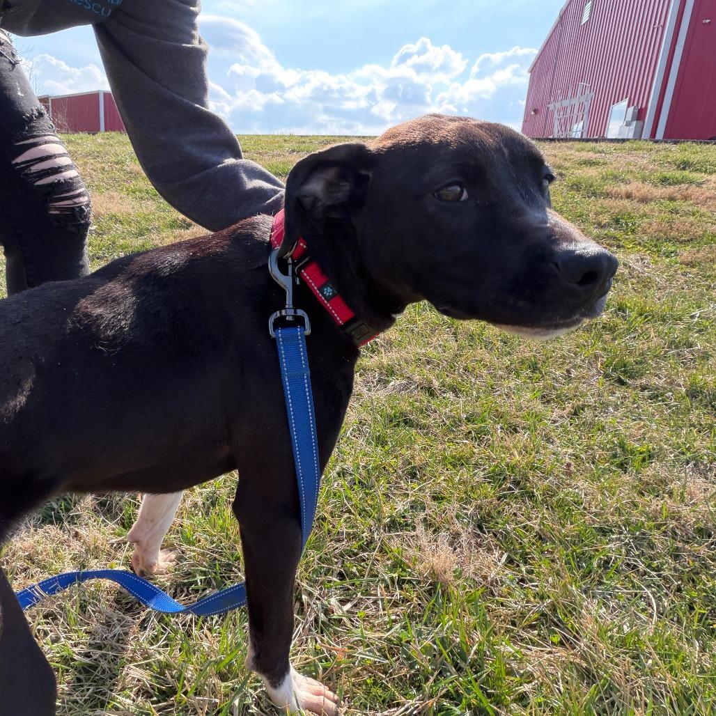 Enlarge Chance, a Adoptable mixed breed in Marion, VA image 3/6