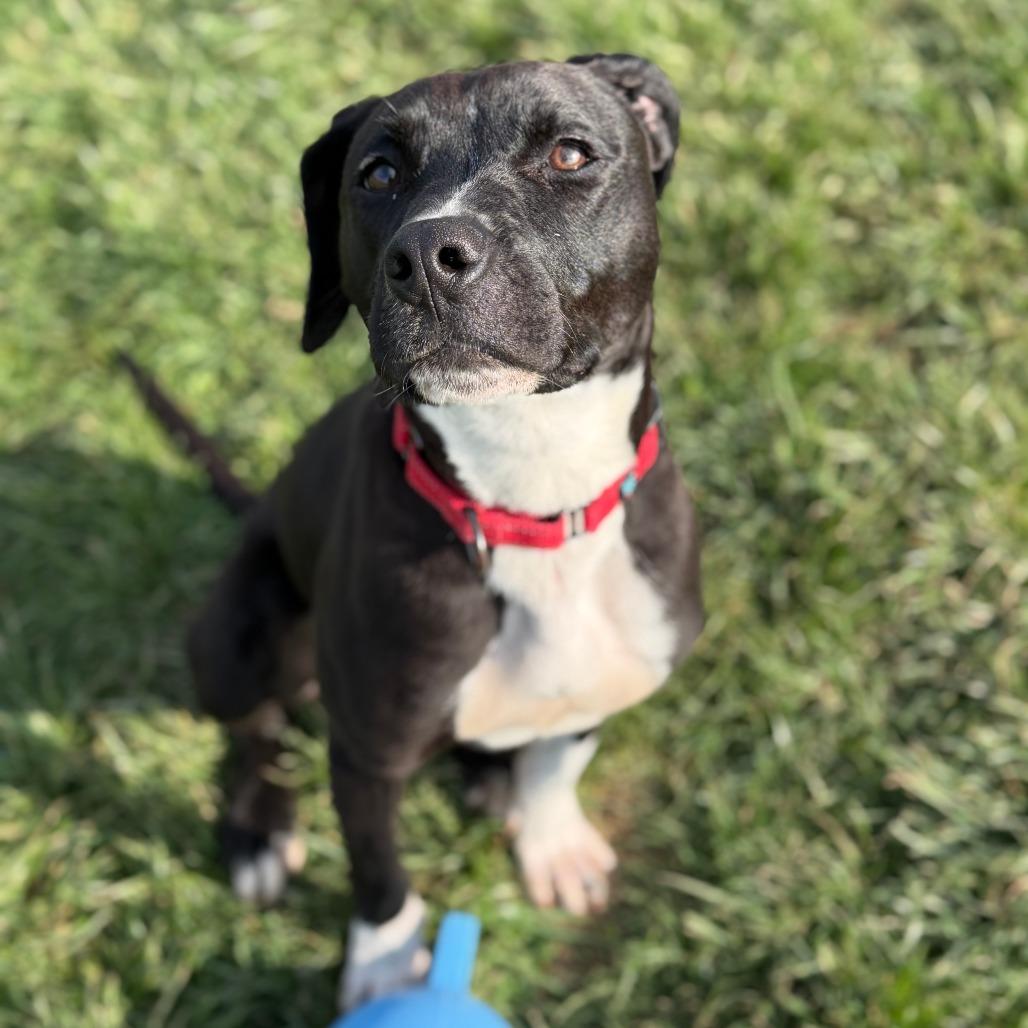 Enlarge Chance, a Adoptable mixed breed in Marion, VA image 4/6