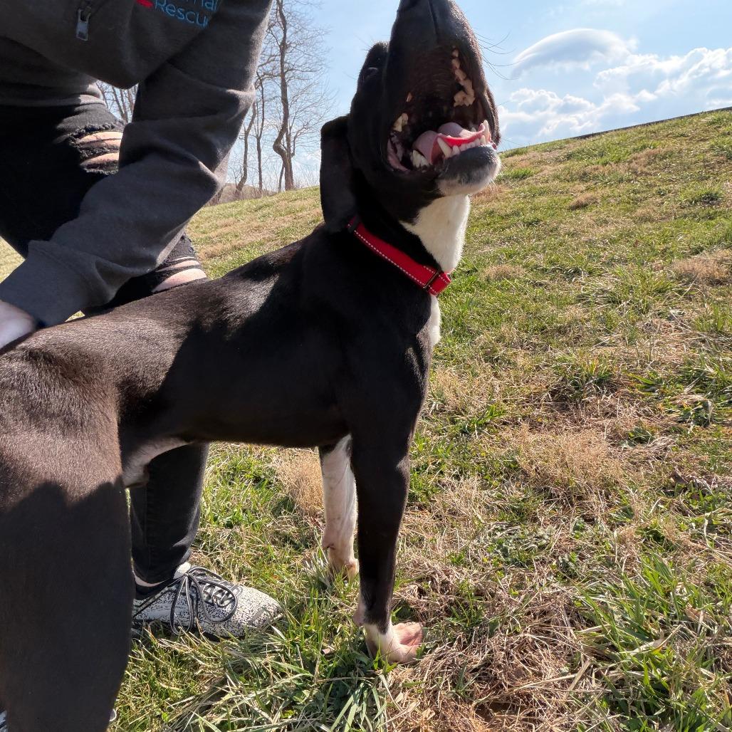 Enlarge Chance, a Adoptable mixed breed in Marion, VA image 5/6