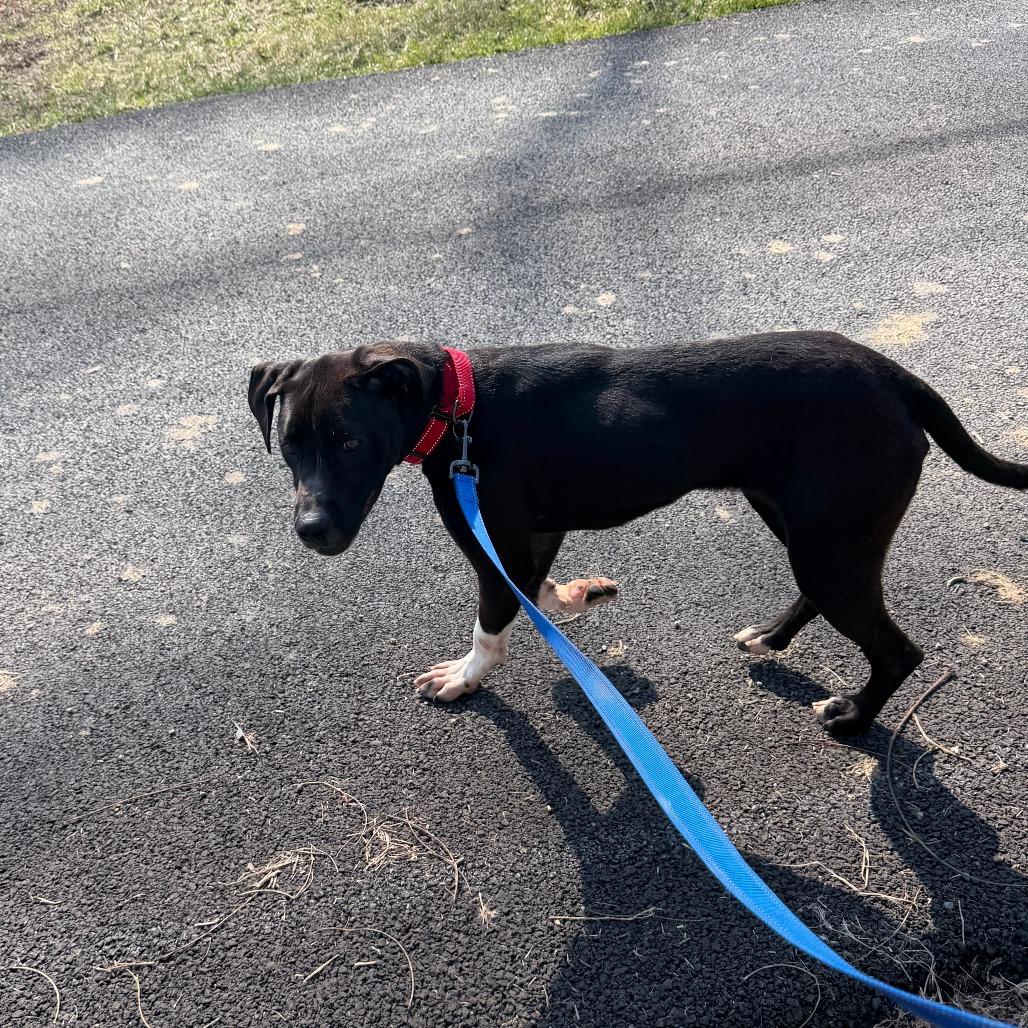 Enlarge Chance, a Adoptable mixed breed in Marion, VA image 6/6