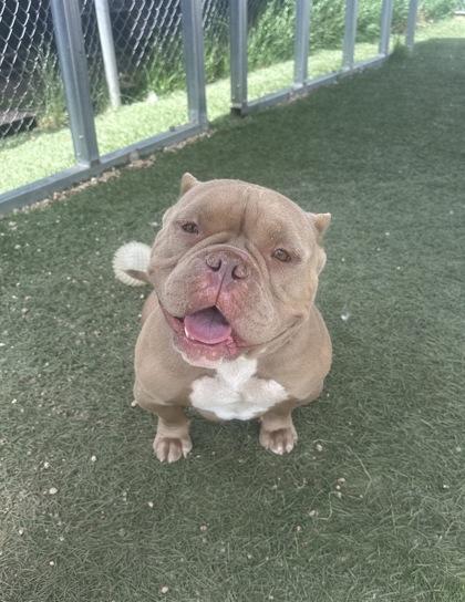Angela, Adoptable, Adult Female Pit Bull Terrier & Mixed Breed.