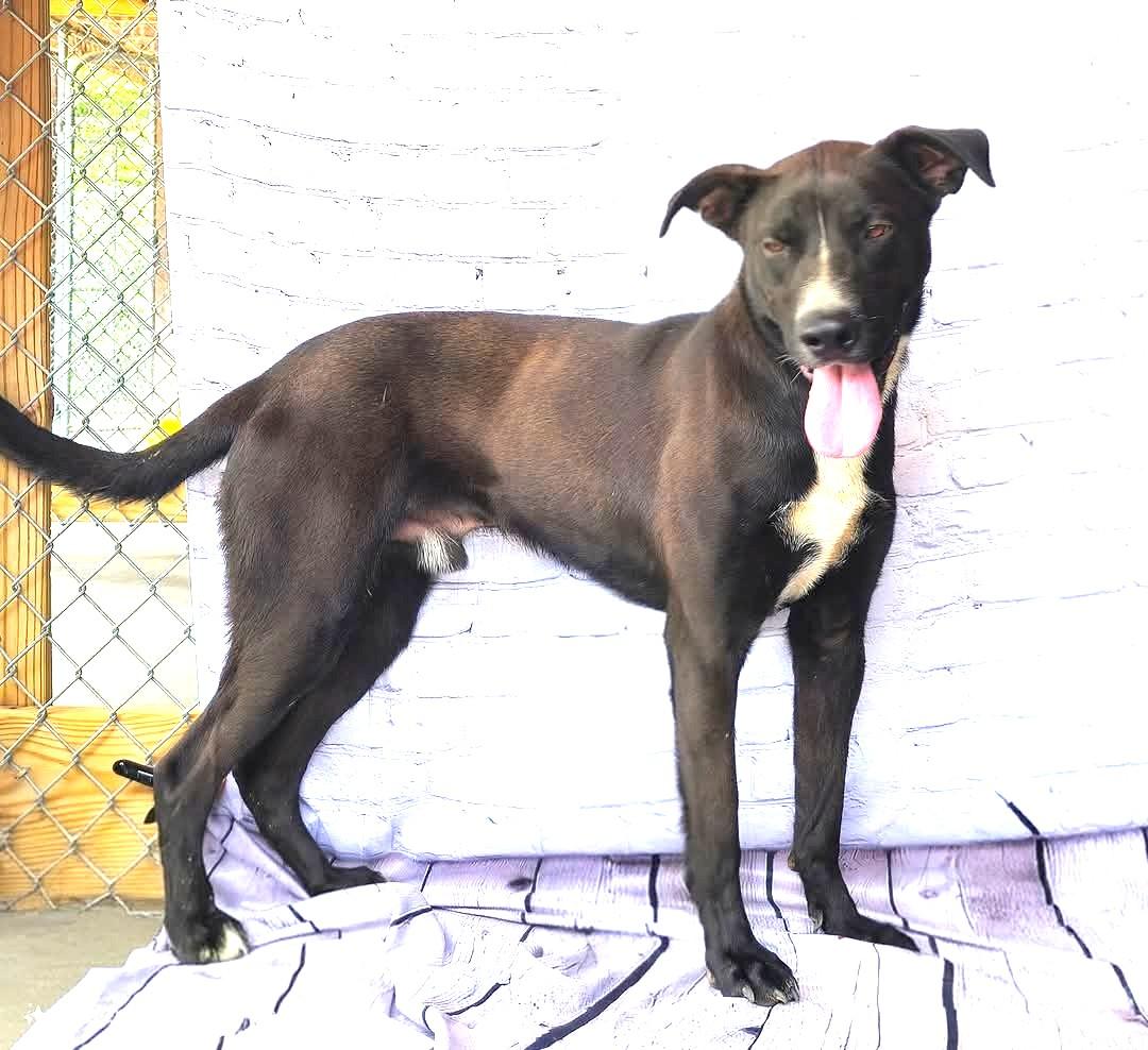 Cringle  Lovable Loving Uber doggie and people social Sweetheart Black dogs are OVERLOOKED Pls Help