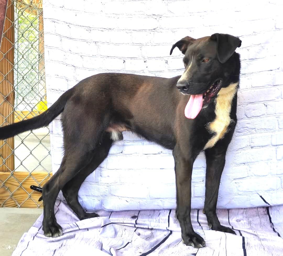Cringle  Lovable Loving Uber doggie and people social Sweetheart Black dogs are OVERLOOKED Pls Help