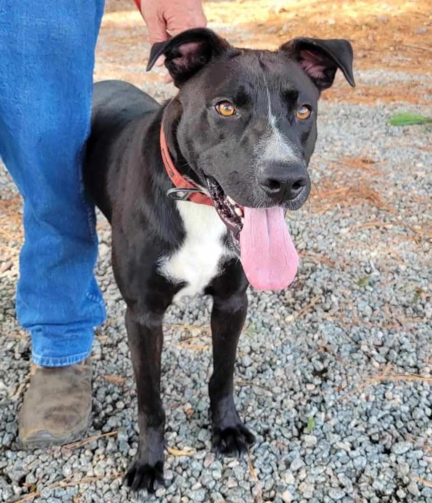 Cringle  Lovable Loving Uber doggie and people social Sweetheart Black dogs are OVERLOOKED Pls Help