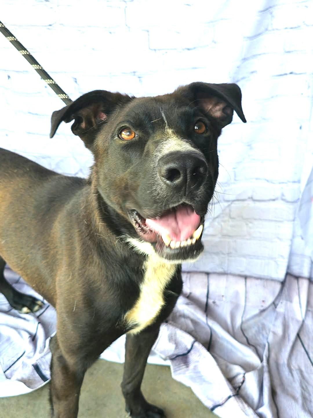 Cringle  Lovable Loving Uber doggie and people social Sweetheart Black dogs are OVERLOOKED Pls Help