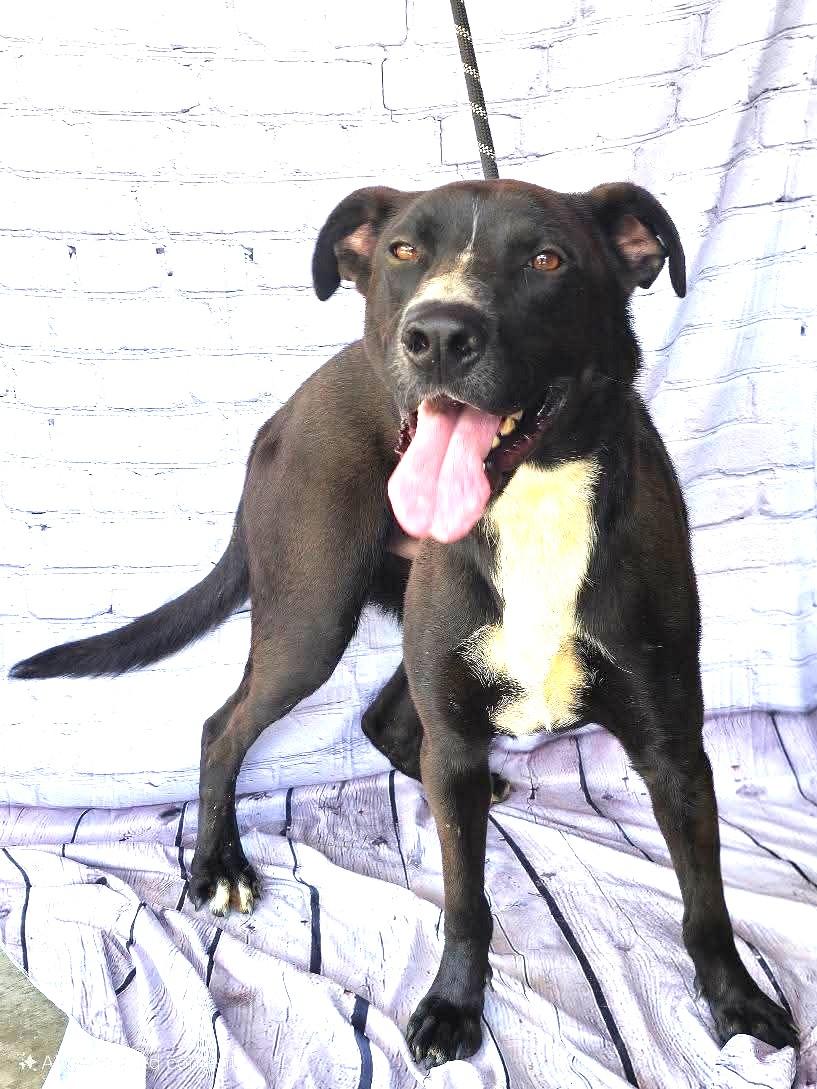 Cringle  Lovable Loving Uber doggie and people social Sweetheart Black dogs are OVERLOOKED Pls Help