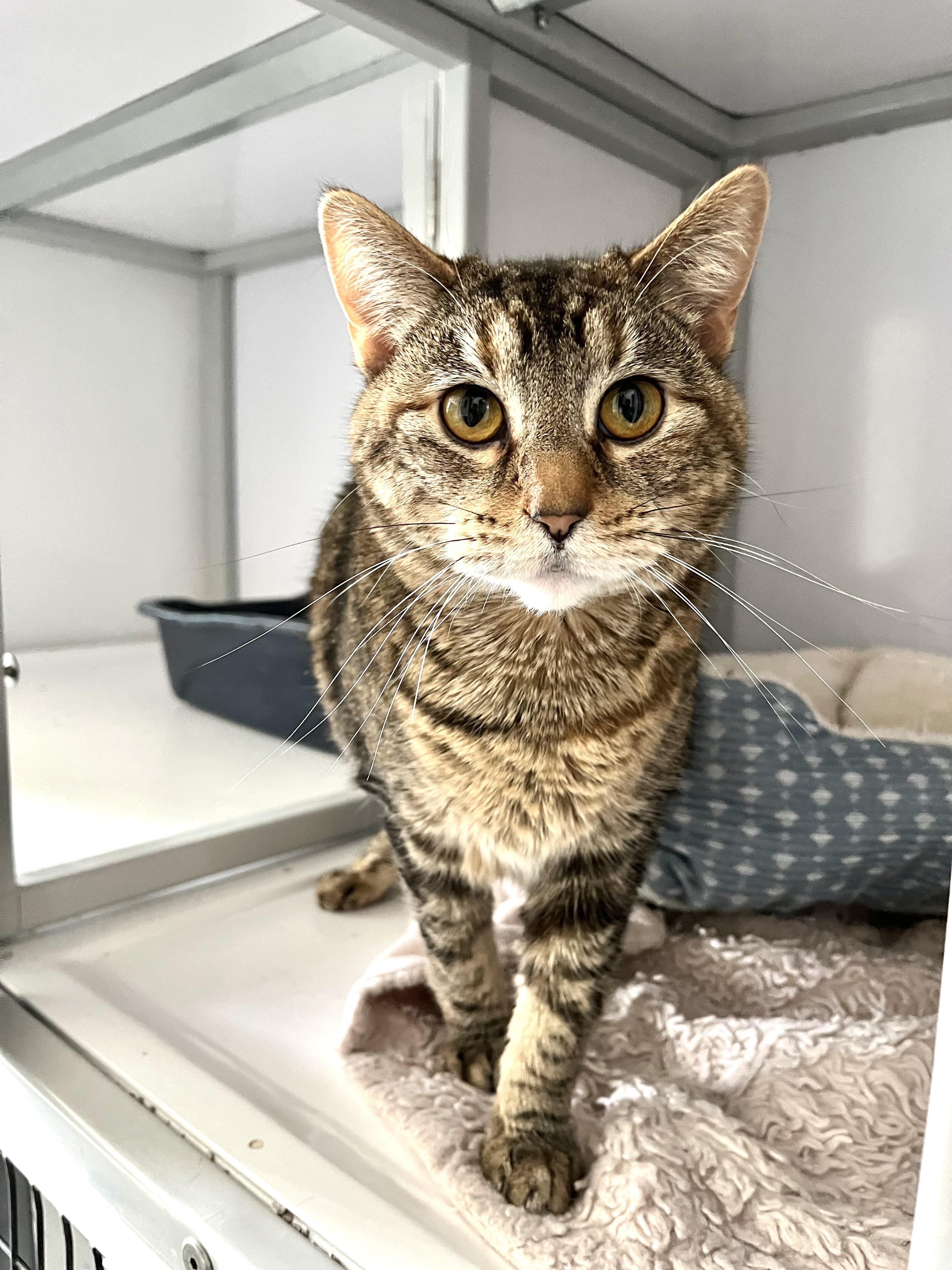 Rylie, a Adoptable Domestic Short Hair in Geneseo, IL image 1/2