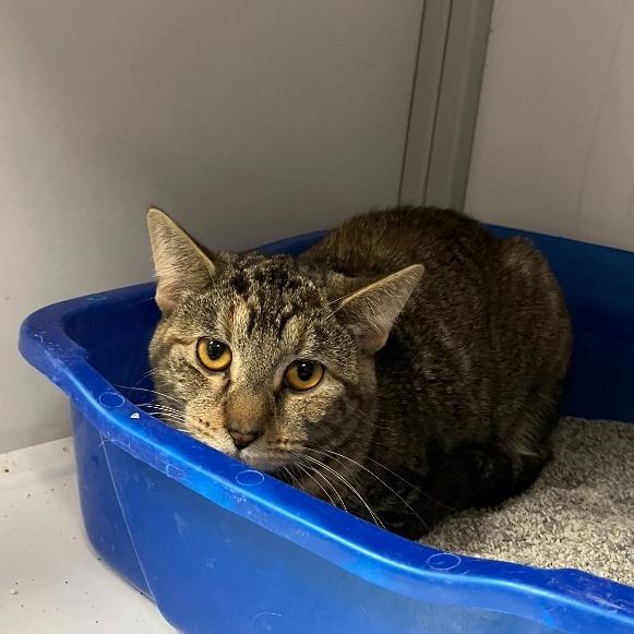 Rylie, Adoptable, Adult Female Domestic Short Hair.