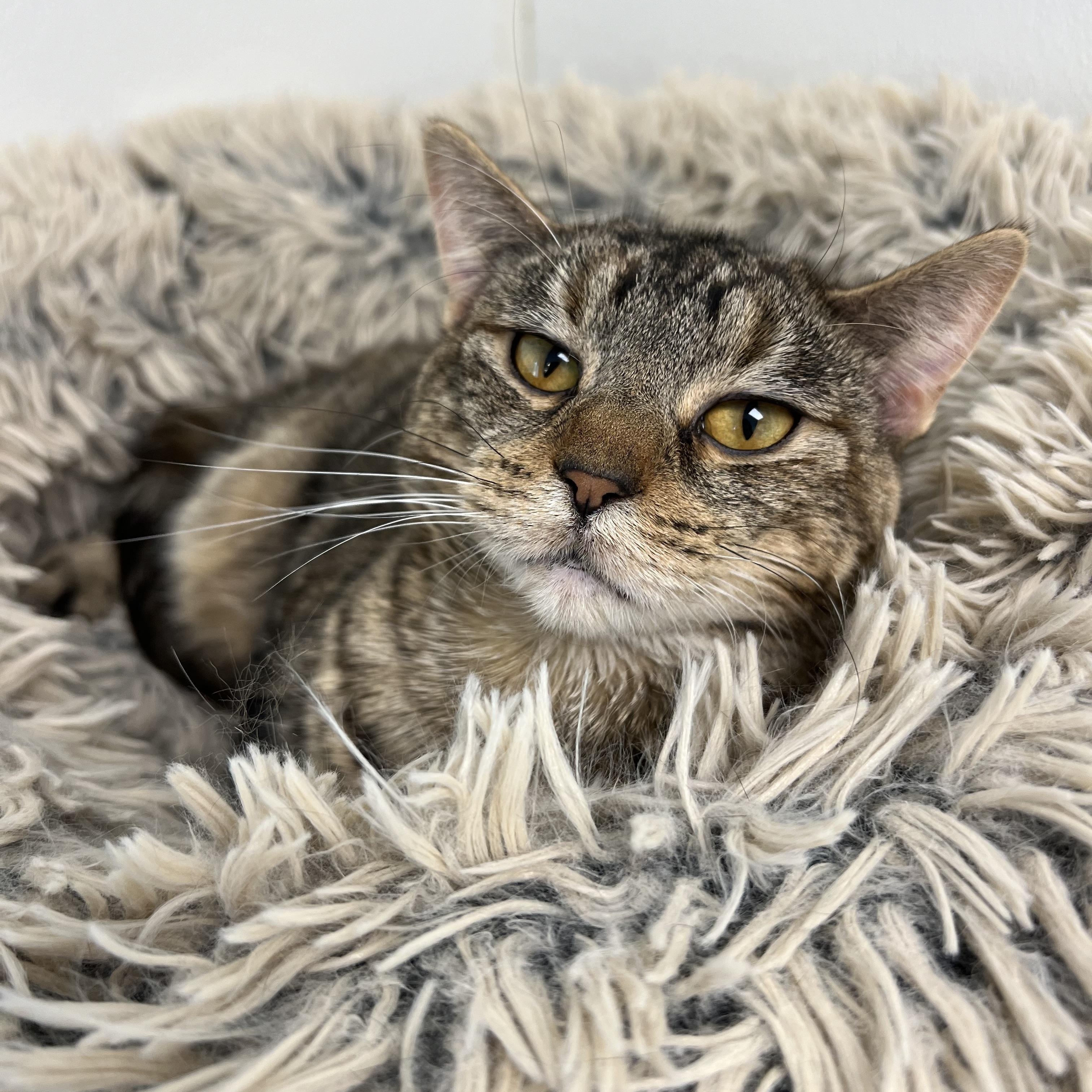 Rylie, a Adoptable Domestic Short Hair in Geneseo, IL image 3/3