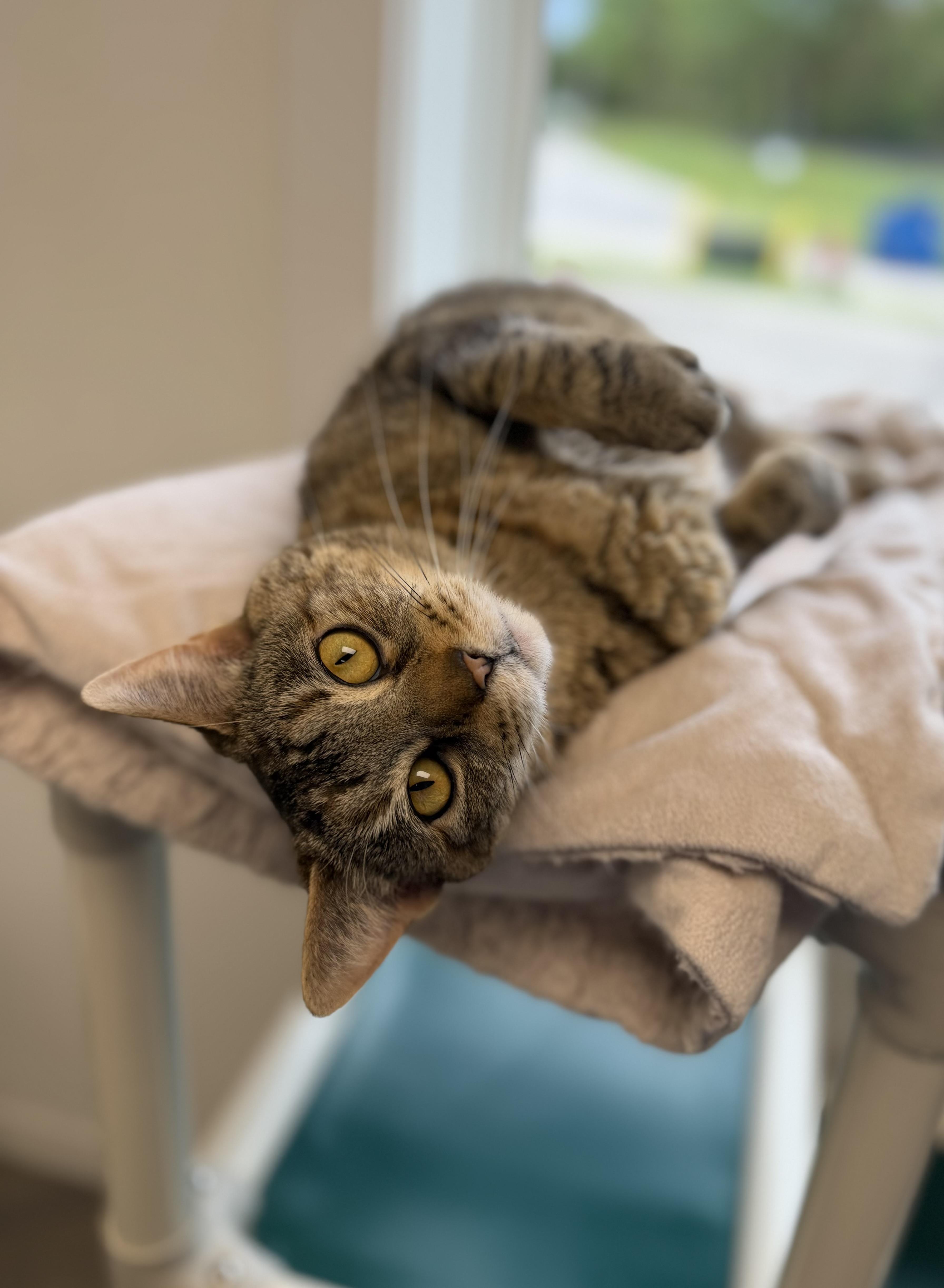 Rylie, Adoptable, Adult Female Domestic Short Hair.