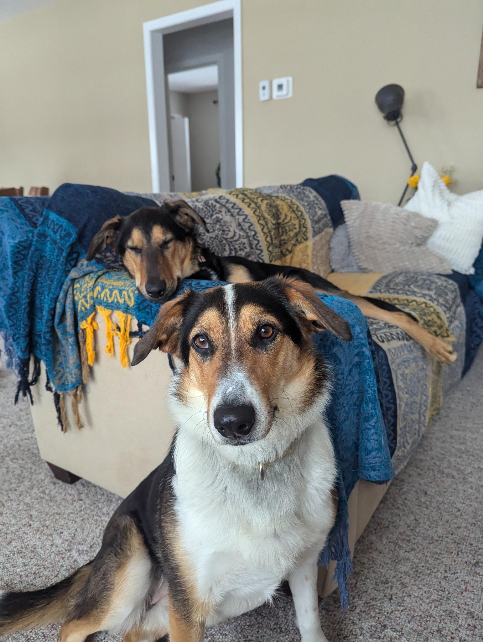 Pepper, a ADOPTABLE mixed breed in Owen Sound, ON image 3/3