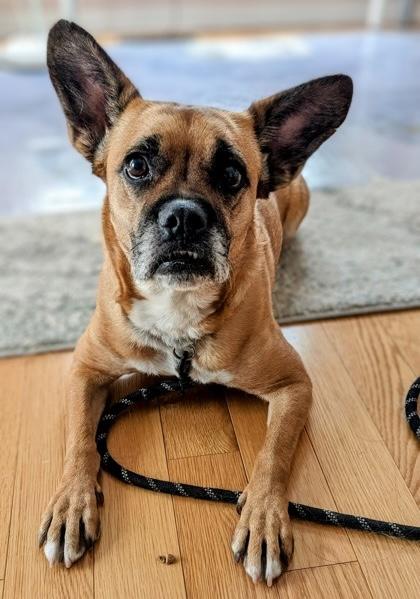 Juniper, a ADOPTABLE Mixed Breed in Toronto, ON image 3/4