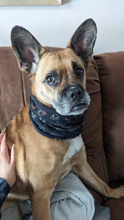 Juniper, a ADOPTABLE Mixed Breed in Toronto, ON image 1/4